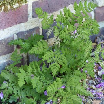 Gymnocarpium dryopteris - Fougère couvre-sol