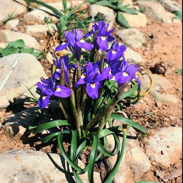 Gynandris sisyrinchium 