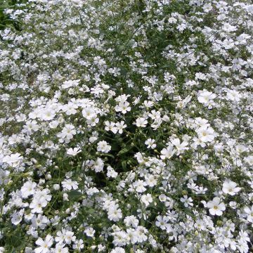 Gypsophila elegans Covent Garden Seeds