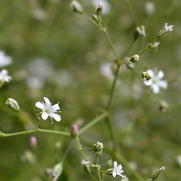 Gypsophila pacifica