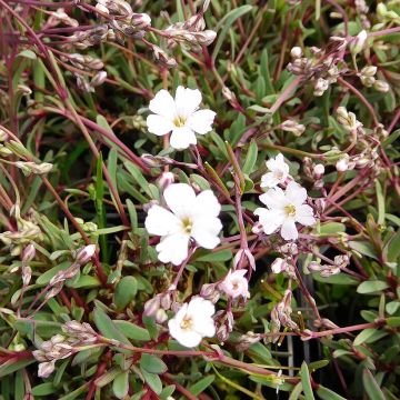 Gypsophila repens Dubia - Creeping Baby's Breath