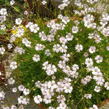 Gypsophile tenuifolia