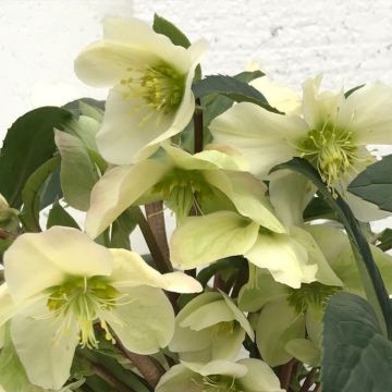 Helleborus x nigercors Scrat Ice - Hellebore