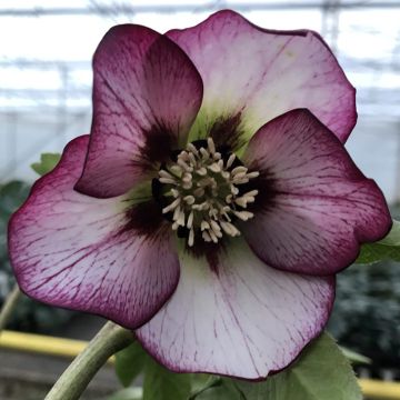 Helleborus  x hybridus Black