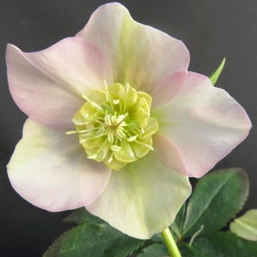 Helleborus  x hybridus Black