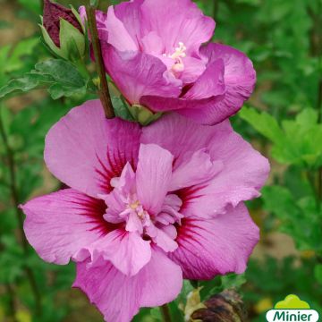Hibiscus syriacus Eruption - Rose of Sharon