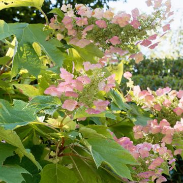 Hydrangea quercifolia Back Porch