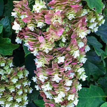 Hydrangea quercifolia Snowcicle