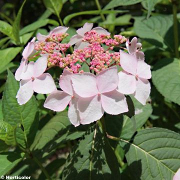 Hydrangea serrata Grayswood - Mountain Hydrangea