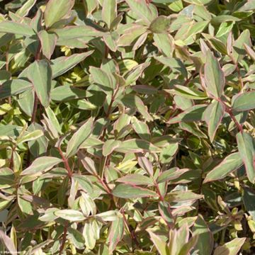 Millepertuis tricolore - Hypericum moserianum Tricolor