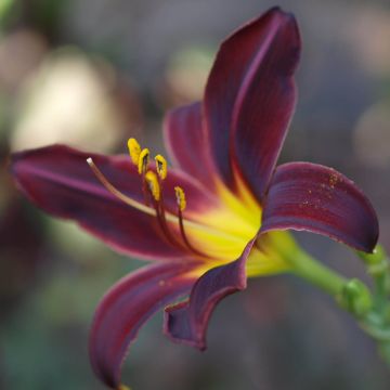 Hemerocallis American Revolution - Daylily