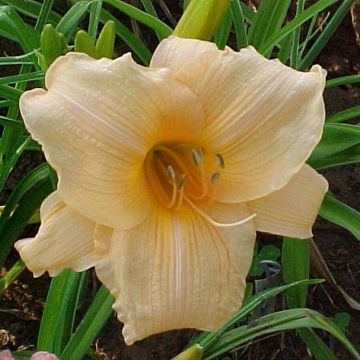 Hemerocallis Annie Welch - Daylily