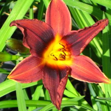 Hemerocallis Black Prince - Daylily