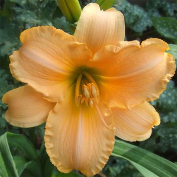 Hemerocallis By Myself - Daylily