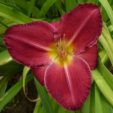 Hemerocallis Charles Johnson - Daylily