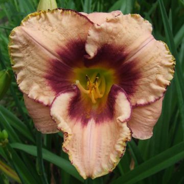 Hemerocallis Daring Dilemma - Daylily