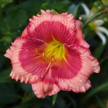 Hemerocallis Dragons Eye - Daylily