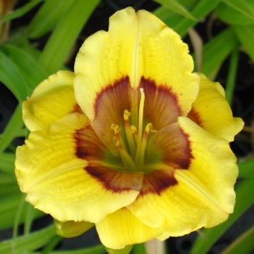 Hemerocallis Jason Salter - Daylily