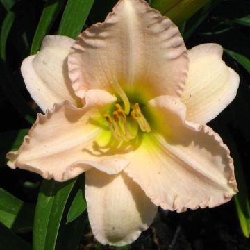 Hemerocallis Lullaby Baby - Daylily