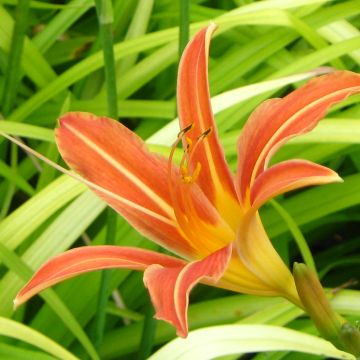 Hemerocallis Margaret Perry - Daylily