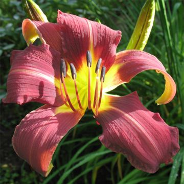 Hemerocallis Purple Magic - Daylily