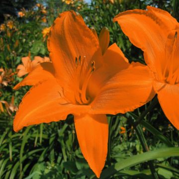 Hemerocallis Rainbow Gold - Daylily