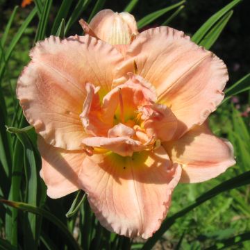 Hemerocallis Siloam Double Classic - Daylily