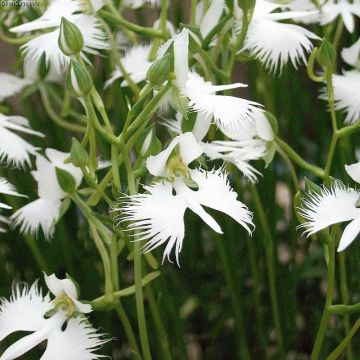 Habenaria radiata Variegata