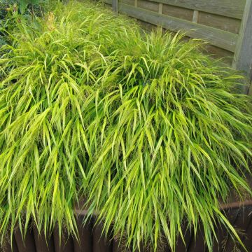 Hakonechloa macra All Gold - Japanese Forest Grass