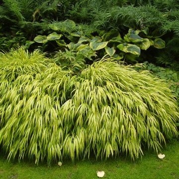 Hakonechloa macra Aureola - Japanese Forest Grass