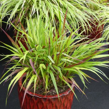 Hakonechloa macra Beni-Kaze - Japanese Forest Grass