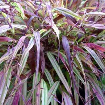 Hakonechloa macra Naomi - Japanese Forest Grass