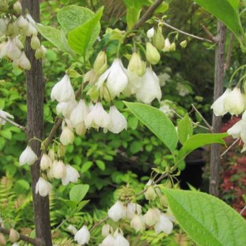 Halesia carolina - Carolina Silverbell