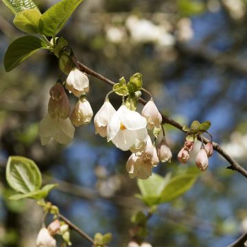 Halesia carolina UConn