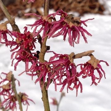 Hamamelis vernalis Washington Park - Witch Hazel