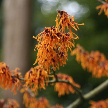 Hamamelis intermedia Aphrodite - Witch Hazel