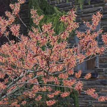 Hamamelis intermedia Feuerzauber - Witch Hazel