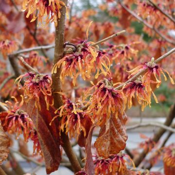 Hamamelis intermedia Jelena - Witch Hazel