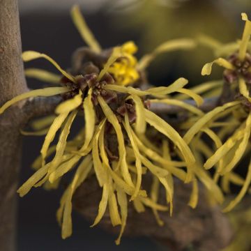 Hamamelis intermedia Westerstede - Witch Hazel