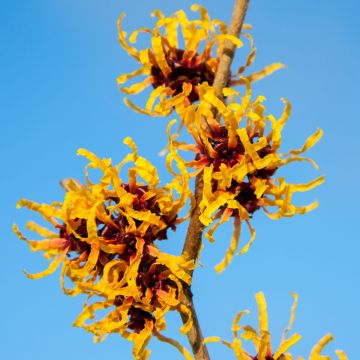 Hamamelis x intermedia Orange Beauty - Witch Hazel