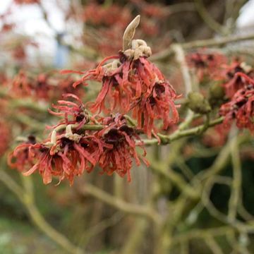 Hamamelis intermedia Ruby Glow - Witch Hazel