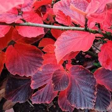 Noisetier de sorcière - Hamamelis x intermedia Aurora