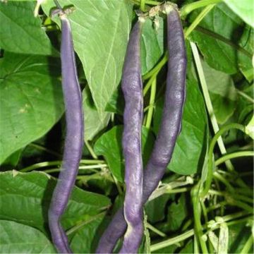 French Pole Bean Blauhilde - Ferme de Sainte Marthe Seeds