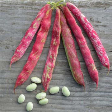 Pole Bean Borlotto Firetongue 2 - Ferme de Sainte Marthe Seeds