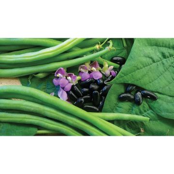 Dwarf Bean Nautica extra fine string seeds