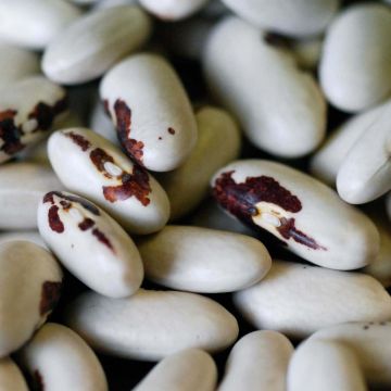 Bush Dry Bean Saint-Esprit à Oeil Rouge