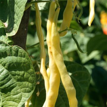 Pole Bean Marvel of Venice - Ferme de Sainte Marthe untreated seeds