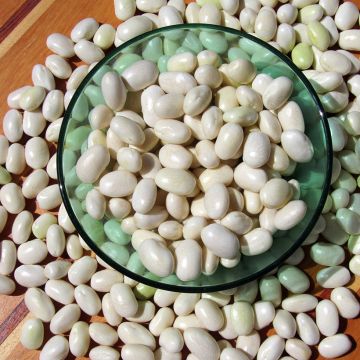 Common bean Alaric