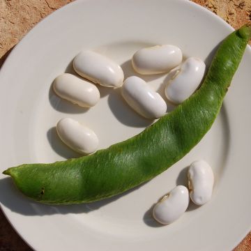 Climbing Bean to Shell Soissons green