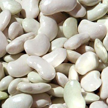 Pole Dry Bean Maïs Tarbais